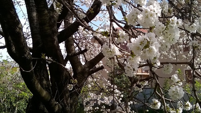 ナポリの桜_e0224461_653363.jpg