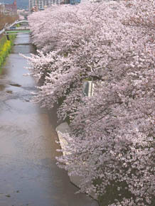 天神川沿いの桜_b0160363_21515368.jpg