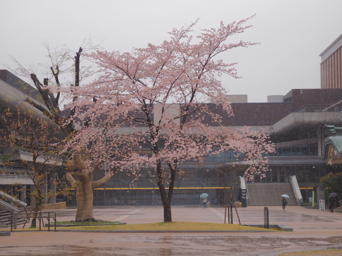 桜　2016　平安神宮_f0021869_22281720.jpg