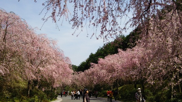 ミホミュウジアム・枝垂れ桜_d0095876_9132581.jpg