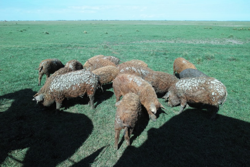 ホルトバージ国立公園 Hortobágy National Park - the Puszta_d0133581_6393276.jpg