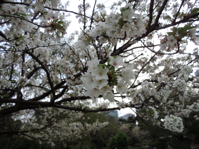 浜離宮恩寵公園　テイク２_b0207284_4472395.jpg