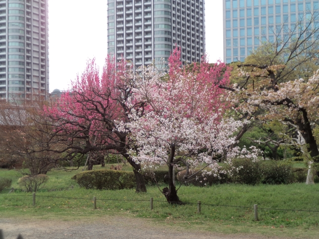 浜離宮恩寵公園　テイク２_b0207284_4482861.jpg