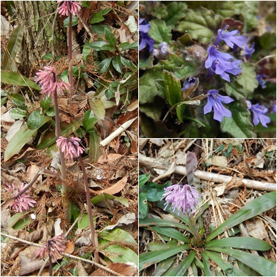 水芭蕉と片栗に出会った～～♪♪_c0144185_20503854.jpg