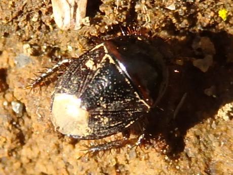 アリの巣をみていたら見つけた小さい昆虫 写ればおっけー コンデジで虫写真