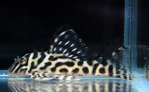 最近の熱帯魚事情 我が家のミニ水族館 最近の熱帯魚事情 我が家のミニ水族館