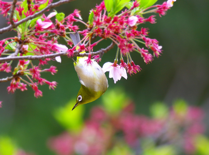 じく桜で遊ぶメジロ_e0254493_1613226.jpg