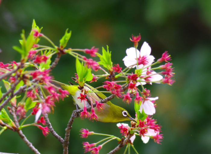 じく桜で遊ぶメジロ_e0254493_162579.jpg