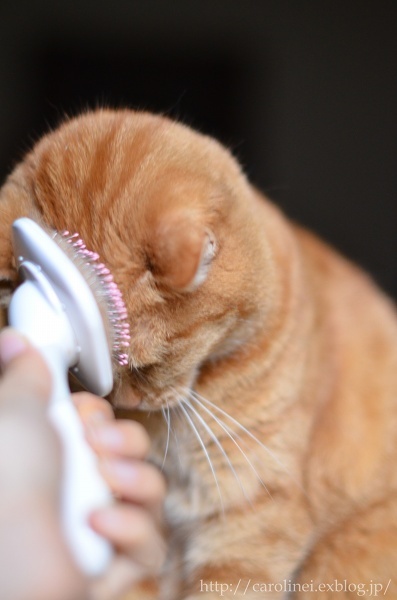 ブラッシング大好き♪　　Apelila Loves Brushing♪_d0025294_20301065.jpg