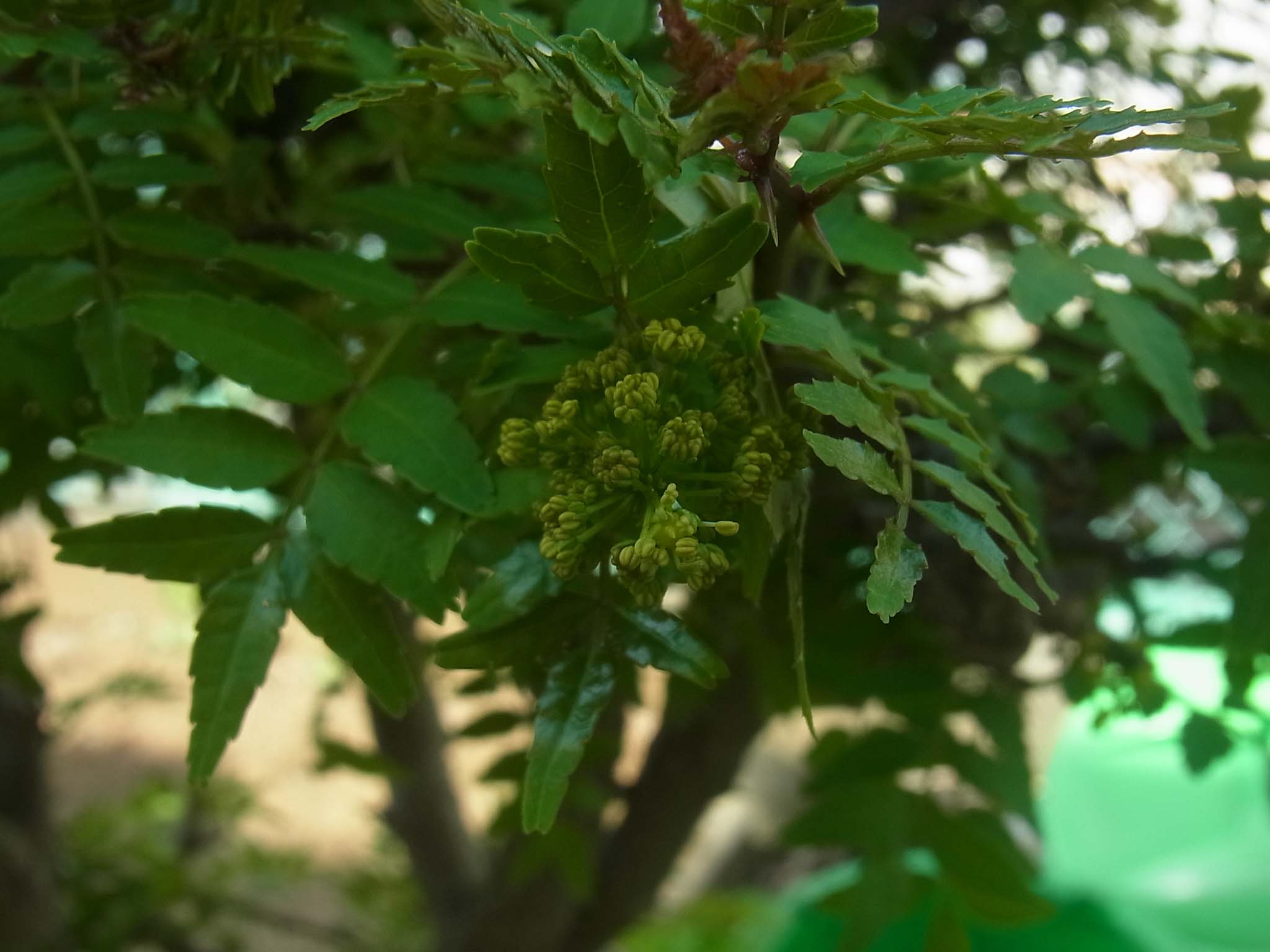 山椒の花の佃煮_d0164495_8411698.jpg