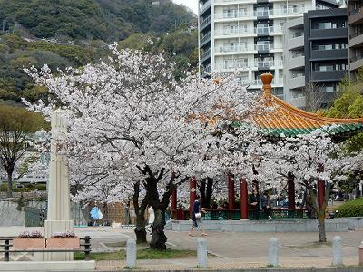 神戸の桜2016　生田川の桜　新神戸駅付近_b0051598_21194624.jpg