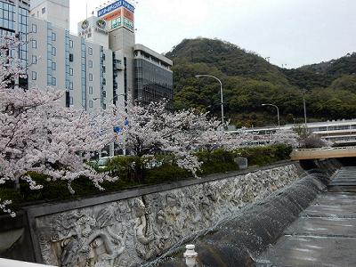 神戸の桜2016　生田川の桜　新神戸駅付近_b0051598_212021100.jpg