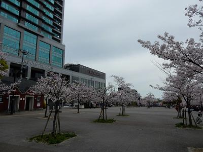 神戸の桜2016　生田川の桜　新神戸駅付近_b0051598_212043.jpg