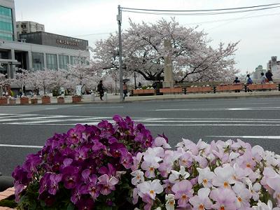 神戸の桜2016　生田川の桜　新神戸駅付近_b0051598_21213066.jpg