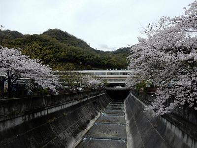 神戸の桜2016　生田川の桜　新神戸駅付近_b0051598_21232332.jpg