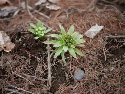 蓼科に着いたよ&珍しい山野菜_c0090198_19831.jpg