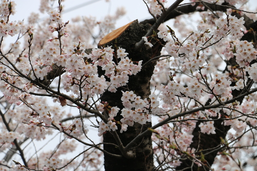 米沢キャンパスの満開のサクラを愛でる　４月１４日　朝　（清明　末侯）　虹始めて見る・４_c0075701_13175773.jpg