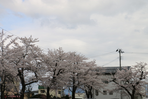 米沢キャンパスの満開のサクラを愛でる　４月1４日　昼下がり　（清明　末侯）　虹始めて見る・２_c0075701_14552963.jpg