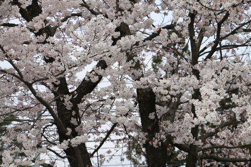 米沢キャンパスの満開のサクラを愛でる　４月1４日　昼下がり　（清明　末侯）　虹始めて見る・２_c0075701_1455372.jpg
