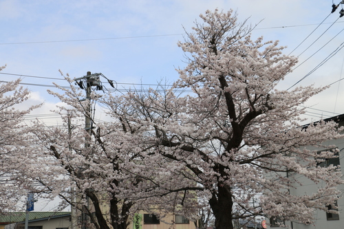 米沢キャンパスの満開のサクラを愛でる　４月1４日　昼下がり　（清明　末侯）　虹始めて見る・２_c0075701_14555013.jpg