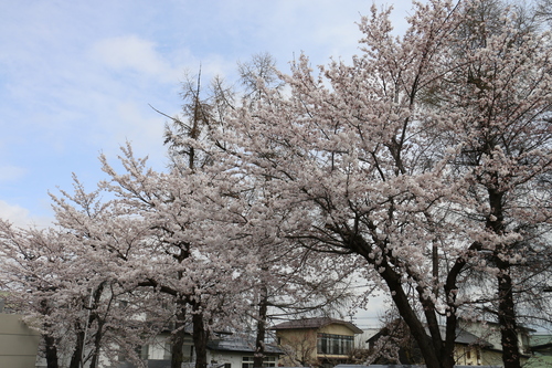 米沢キャンパスの満開のサクラを愛でる　４月1４日　昼下がり　（清明　末侯）　虹始めて見る・２_c0075701_14561380.jpg