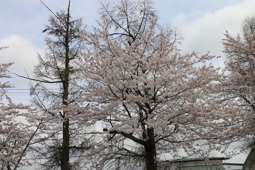 米沢キャンパスの満開のサクラを愛でる　４月1４日　昼下がり　（清明　末侯）　虹始めて見る・２_c0075701_1456301.jpg