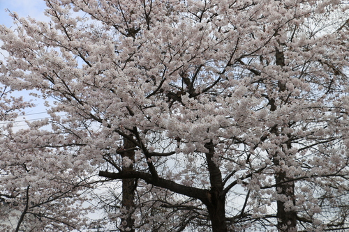 米沢キャンパスの満開のサクラを愛でる　４月1４日　昼下がり　（清明　末侯）　虹始めて見る・２_c0075701_14563819.jpg