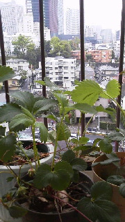 植物のチカラ_c0161301_1149579.jpg