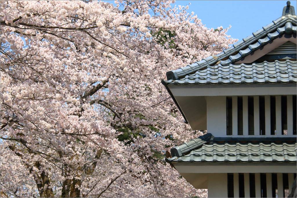 ※ 2016年・悠久山公園の桜 (2) _d0353401_23394963.jpg