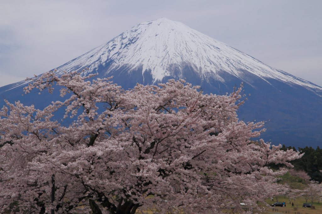 大石寺の桜_a0188405_17182762.jpg