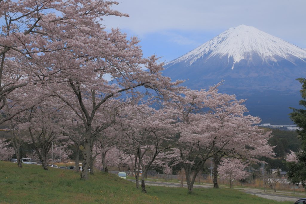 大石寺の桜_a0188405_17183310.jpg