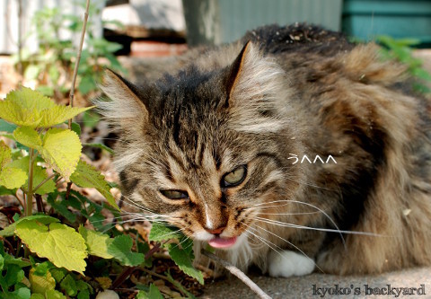 キャットニップ大好き!_b0253205_03135026.jpg