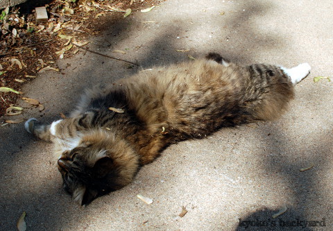 キャットニップ大好き!_b0253205_03141219.jpg