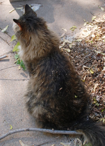 キャットニップ大好き!_b0253205_03143189.jpg