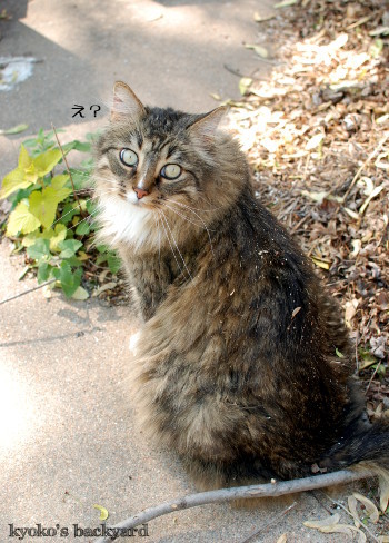 キャットニップ大好き!_b0253205_03144763.jpg