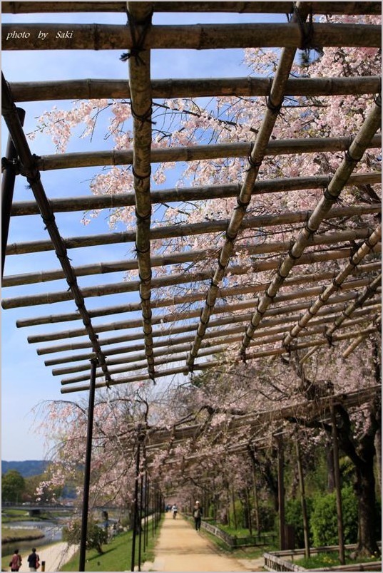 桜回廊。_b0311208_21212901.jpg