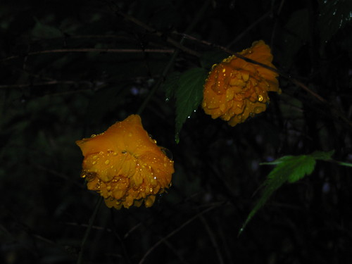 雨上がりの水晶山園路　’16/04/14_d0048812_11335854.jpg