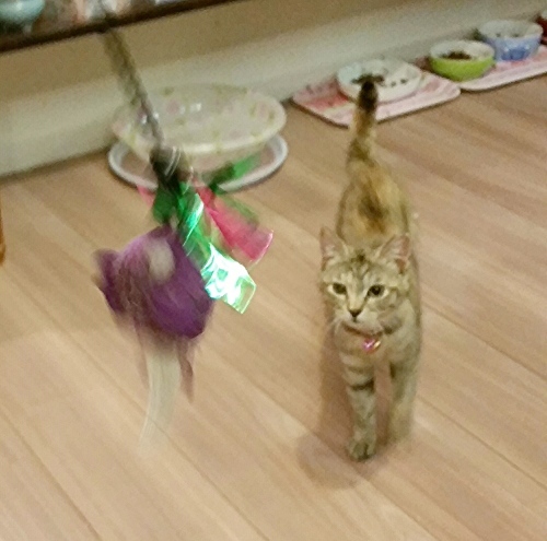 e0144012_16503232.jpeg
