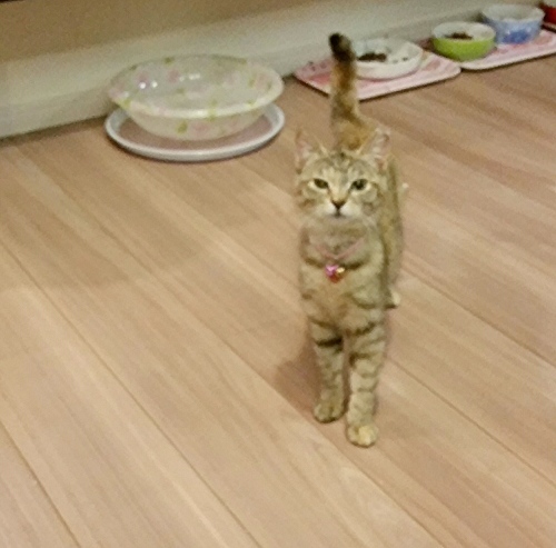 e0144012_16511082.jpeg