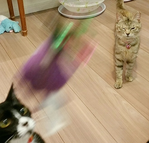 e0144012_16514315.jpeg