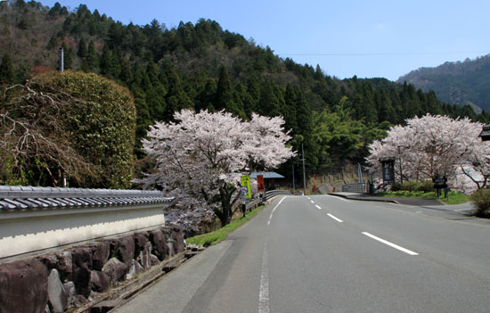 2016さくら便り48　美山中村など_e0048413_18371343.jpg