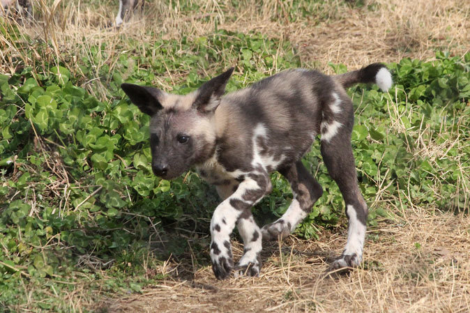 リカオンとはアフリカの犬である 続々 動物園ありマス