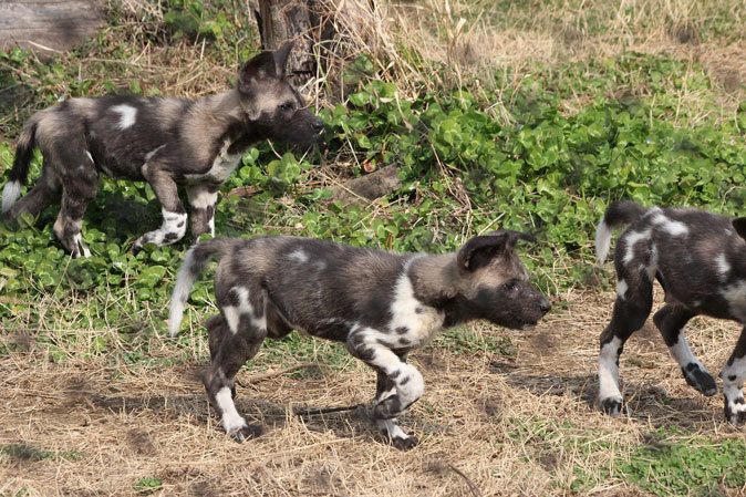 リカオンとはアフリカの犬である！？_b0355317_11143048.jpg