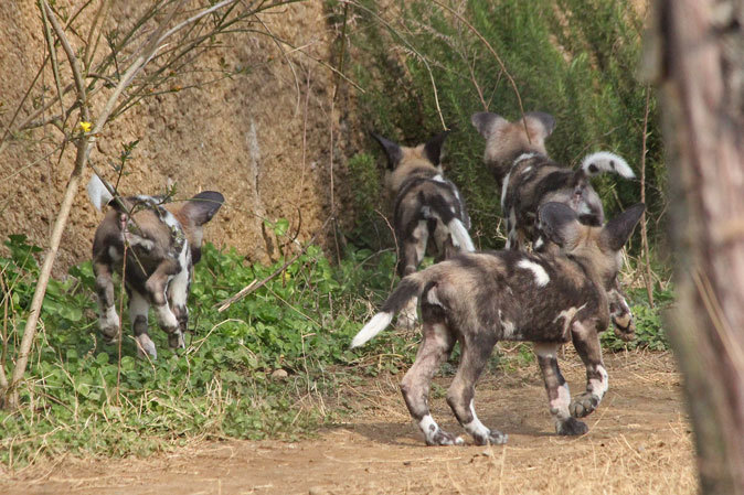 リカオンとはアフリカの犬である！？_b0355317_11382047.jpg