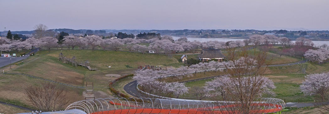 長沼フートピア公園の桜は満開_e0349817_22132885.jpg