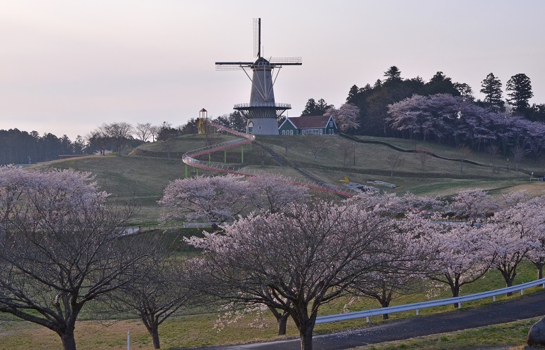 長沼フートピア公園の桜は満開_e0349817_22150728.jpg