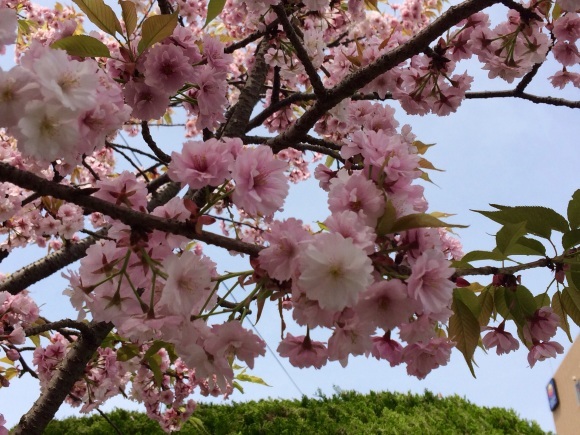 桜あまおう苺大福&湯田温泉お花見②_f0320020_07454955.jpg