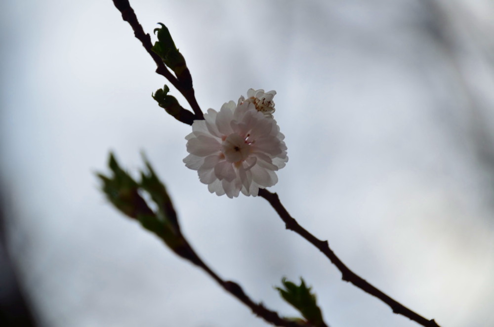 春の薄日を浴びて_a0287533_2157553.jpg