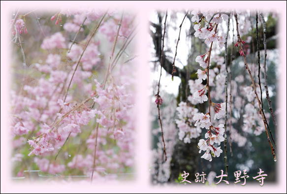 桜_f0292335_22501829.jpg