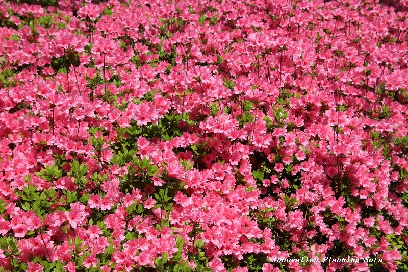 熊本県大津町の昭和園公園のつつじ 空いいよ どっと混む